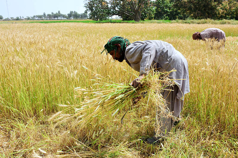 Farmers busy in cutting the wheat crop at their field.