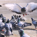 A view of kites picking meat thrown by the people for mercy at a roadside