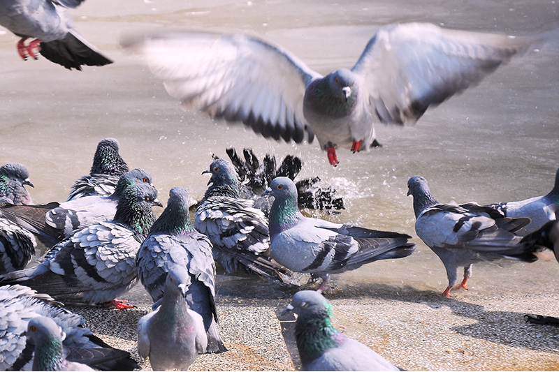 A view of kites picking meat thrown by the people for mercy at a roadside