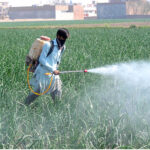 A farmer spraying pesticide on his vegetable crop field