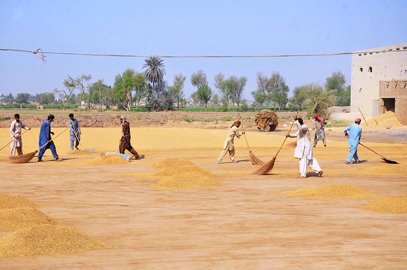 Laborers are busy Collecting rice after drying.