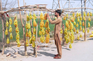 A vendor displaying seasonal fruit (Bair) to attract customers at his roadside setup