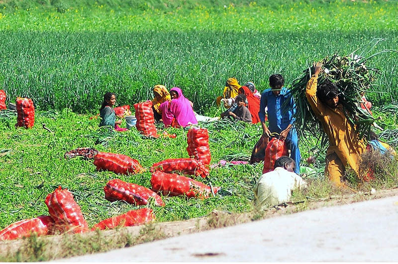 Farmers family busy packing onion sacks after collecting at their farm field.