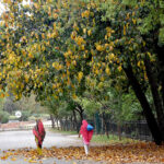 Women passing through the fallen leaves of trees on the roadside in the city