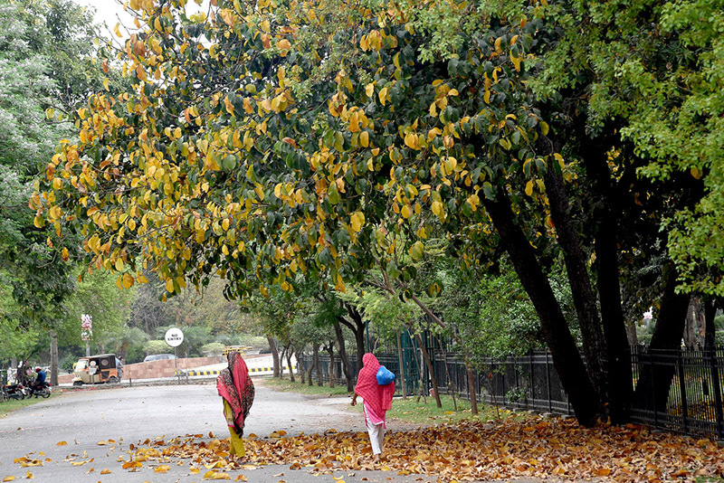 Women passing through the fallen leaves of trees on the roadside in the city