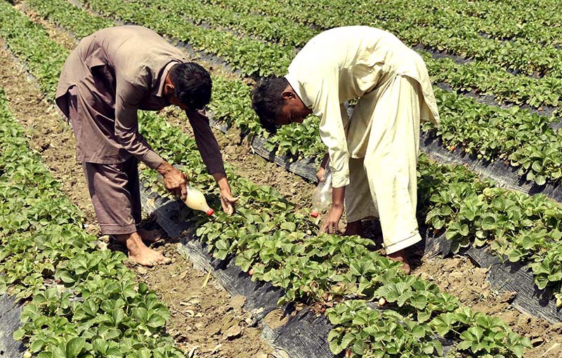 Farmers busy collecting seasonal fruit strawberry from their field to sell in the market.