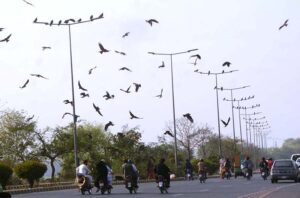 A flock of eagles and crows being feed by people in mercy.