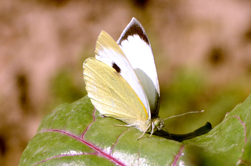 - A butterfly sits on a flower leaf in a local nursery.