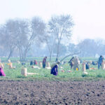 Women workers collecting and packing peas at a farm field