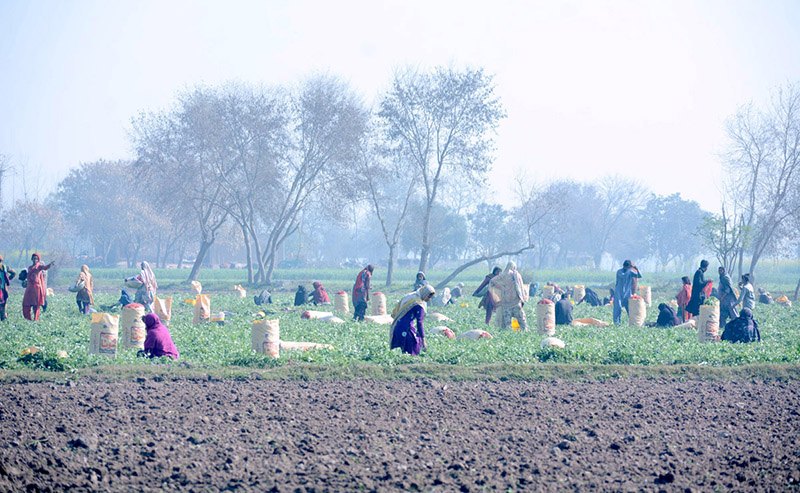 Women workers collecting and packing peas at a farm field