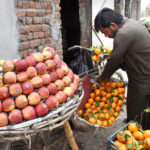 A street vendor is arranging and decorating fruit on his bicycle to attract customers' attention