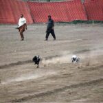 Greyhound race starts at UAF