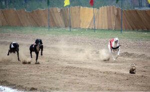 A view of Greyhound Derby Race during Spring Festival Championship 2024 at Sports Stadium University of Agriculture (UAF)