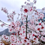 An eye catching view of Apricot blossom blooming on trees point toward spring season in the city