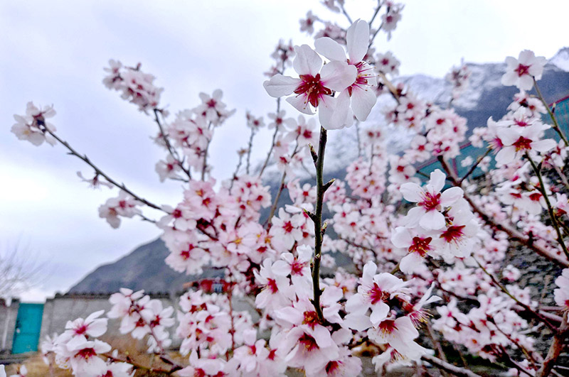 An eye catching view of Apricot blossom blooming on trees point toward spring season in the city