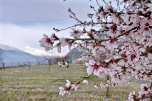 An eye catching view of Apricot blossom blooming on trees point toward spring season in the city