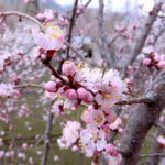 An attractive and eye catching view of Apricot blossom blooming on the tree, marks spring season in the city.