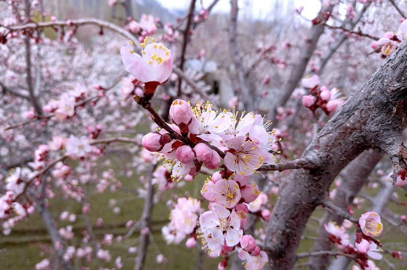 An attractive and eye catching view of Apricot blossom blooming on the tree, marks spring season in the city.