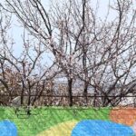 A view of flower buds flourishing on trees indicates the spring season in the city