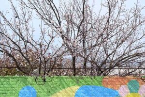 A view of flower buds flourishing on trees indicates the spring season in the city