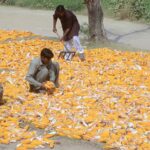 Farmers spreading corncobs for drying purpose
