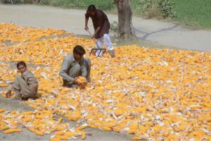 Farmers spreading corncobs for drying purpose