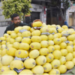 A vendor displays melons for the attention of customers