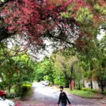 An attractive and eye catching view of flowers blooming on tree to mark the spring season