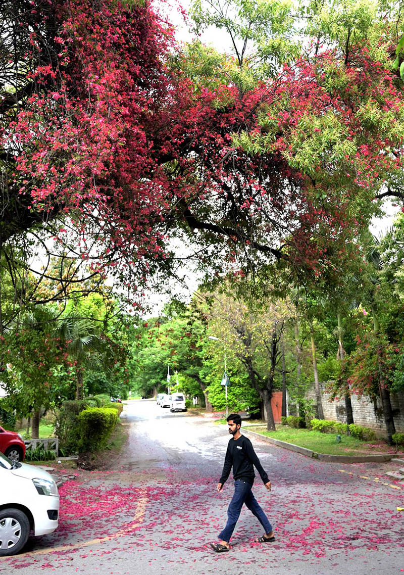 An attractive and eye catching view of flowers blooming on tree to mark the spring season