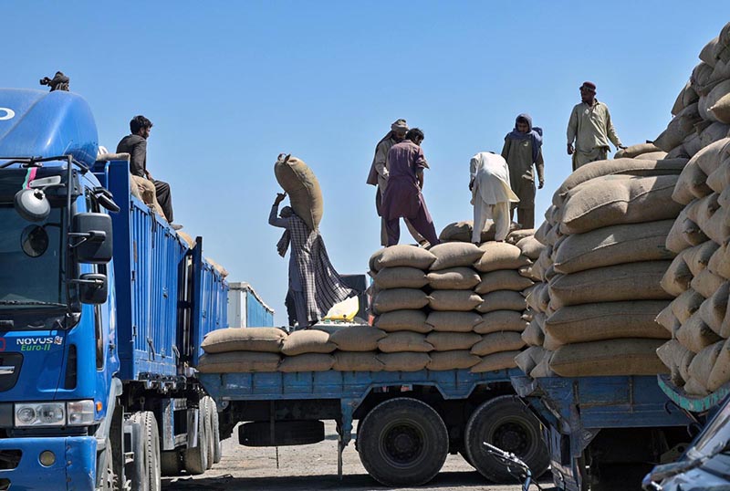 Labourers busy in shifting sacks of grains from one truck to another at Fruit and Vegetable market.