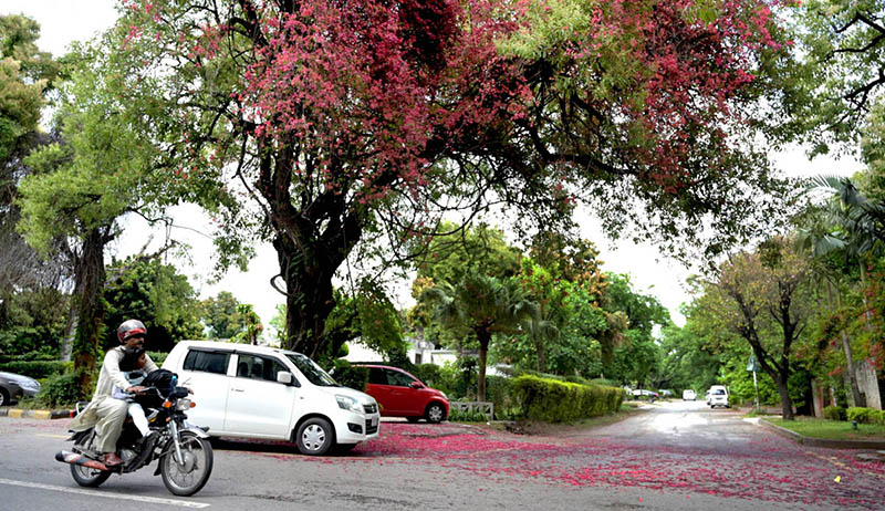 An attractive and eye catching view of flowers blooming on tree to mark the spring season
