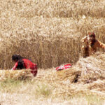 Women Farmers are busy cutting wheat crop in the field