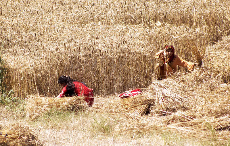 Women Farmers are busy cutting wheat crop in the field