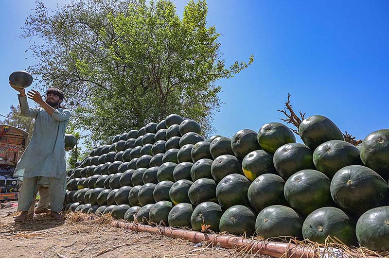 Laborers busy unloading watermelon from delivery truck at Fruit Market in the Federal Capital.