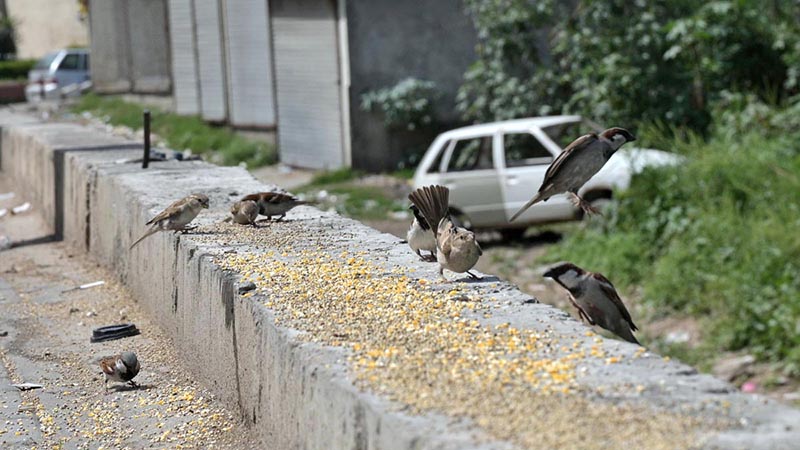 A view of sparrows eating grains on the roadside at Marrir chowk.
