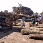 Laborers are loading heavy wood pieces on tricycle Rickshaw and the tractor trolly at the Timber Market