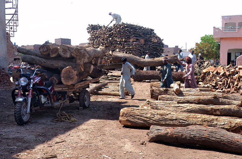 Laborers are loading heavy wood pieces on tricycle Rickshaw and the tractor trolly at the Timber Market