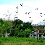A graceful flock of pigeons takes flight along the roadside in the heart of the Federal Capital