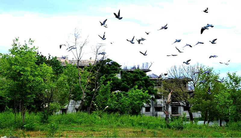 A graceful flock of pigeons takes flight along the roadside in the heart of the Federal Capital