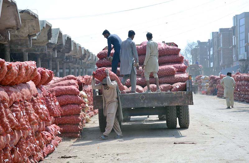 Laborers unloading sacks of potatoes from delivery truck at Vegetable market.