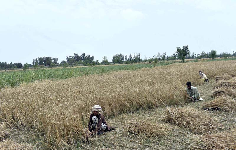 Farmers are busy in harvesting wheat crop near Ravi River.