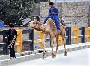 A youngster travelling on camel along Rice Canal Bridge Road.