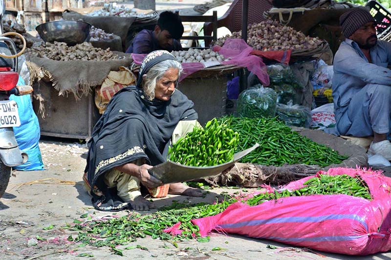 Elder woman busy cleaning green chilies at vegetable market.