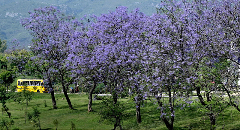 An attractive and eye catching view of flowers blooming on trees in the Fedearl Capital.