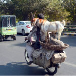 A juggler is on his way with his goat and dog on bike heading towards his destination.