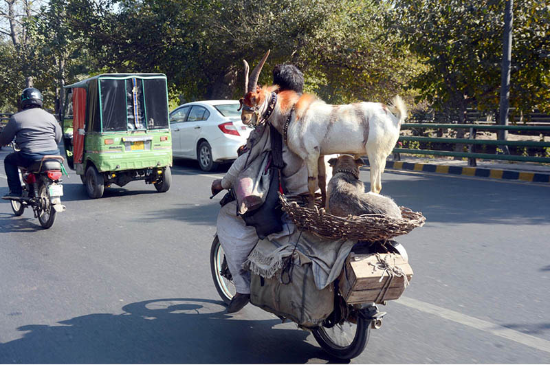 A juggler is on his way with his goat and dog on bike heading towards his destination.