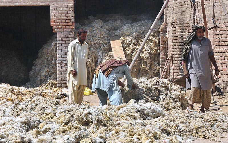 Labourers are busy in spreading sheep wool for drying at their workplace.