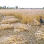 Farmers harvesting wheat crop starting from 1st of Besakh Month