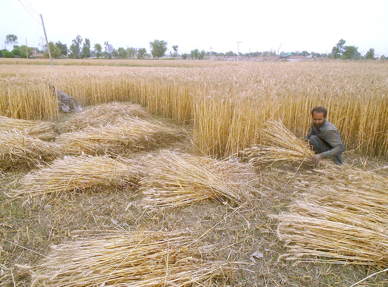 Farmers harvesting wheat crop starting from 1st of Besakh Month
