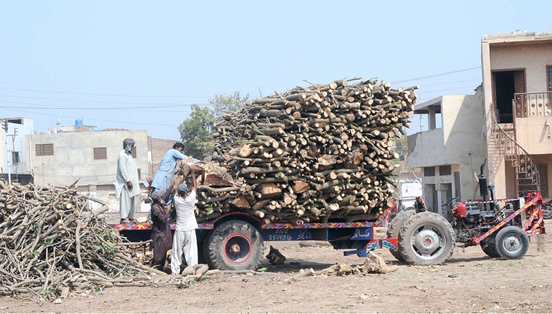 Labourers are busy in loading wood on the tractor trolley at Timber Market.